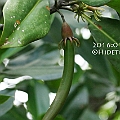 Bruguiera hainesii (Haines Orange Mangrove) in Cairns<br />Canon KDX + EFS60 F2.8